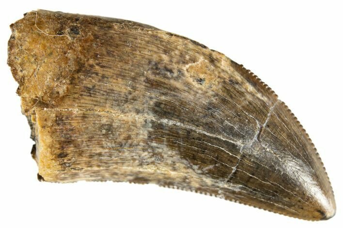 Serrated Tyrannosaur Tooth - Judith River Formation #313307